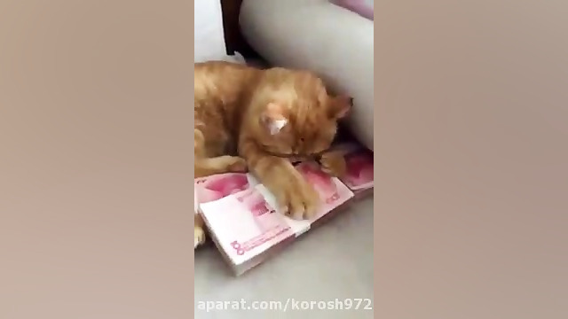 گربه پول پرست