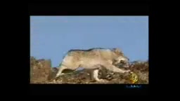 شکار گرگ توسط عقاب