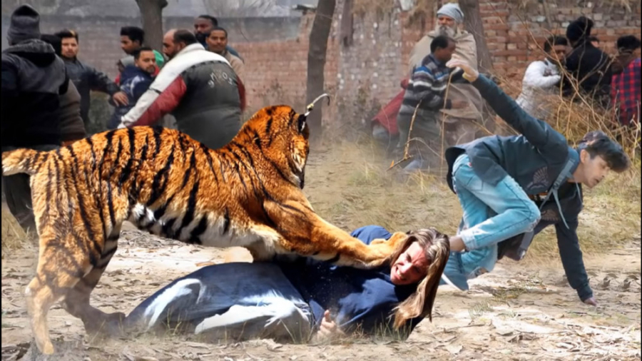 حمله شیرها و ببرها به انسان  ج...