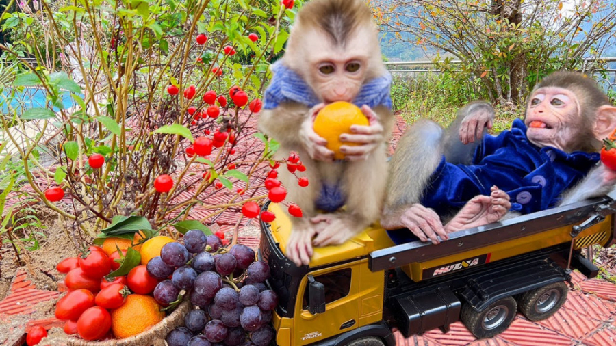 سرگرمی کودک جدید | بیم بیم و ه...