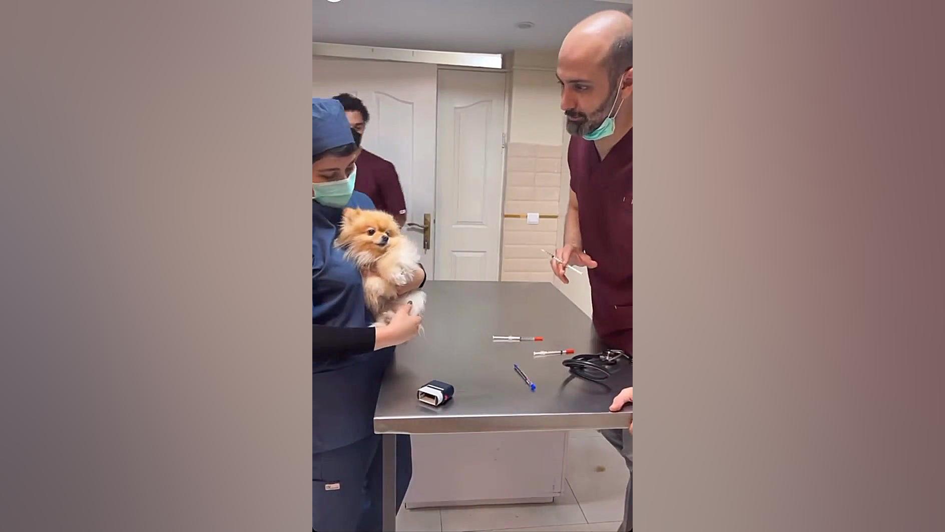 آمپول زدن به سگ