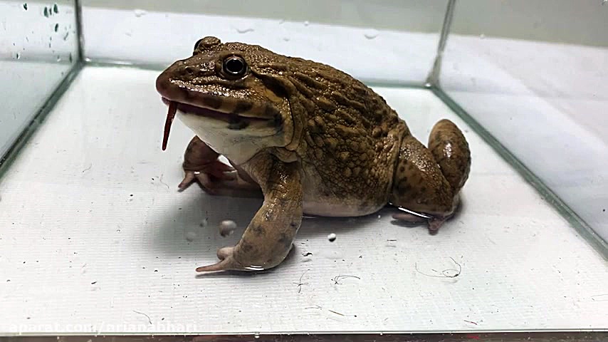 مبارزه مار ماهی با غورباقه بزر...