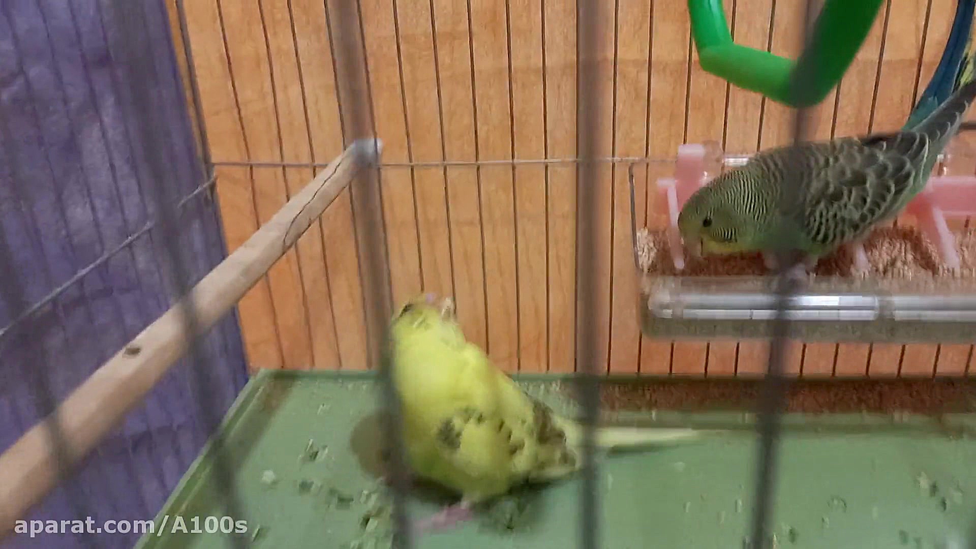 سلام اقا میثم لطفا این ویدیو ر...