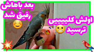 واکنش عروس هلندی به عروسک پلنگ...