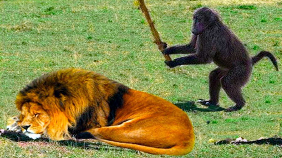 مبارزه دیدنی و نفس گیر میمون ه...