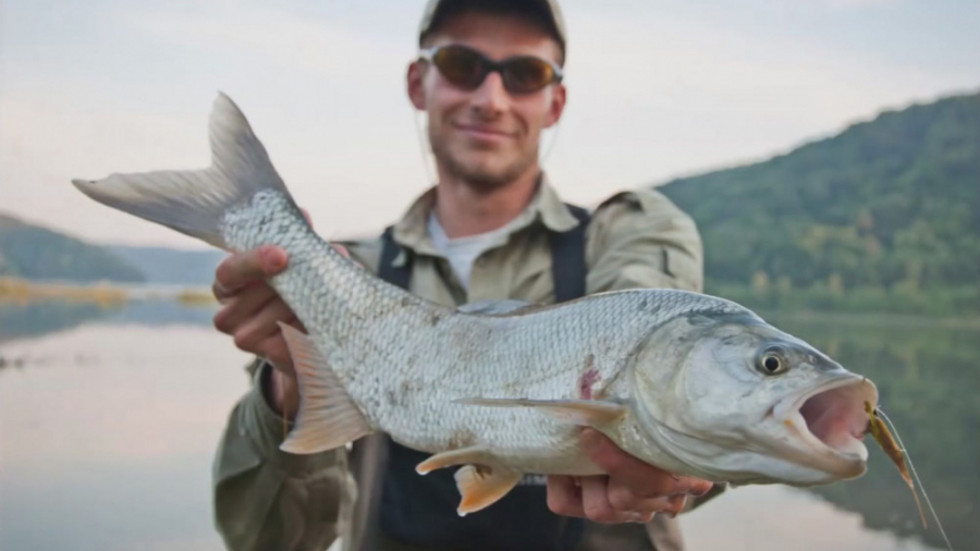 صید ماش&zwnj;ماهی