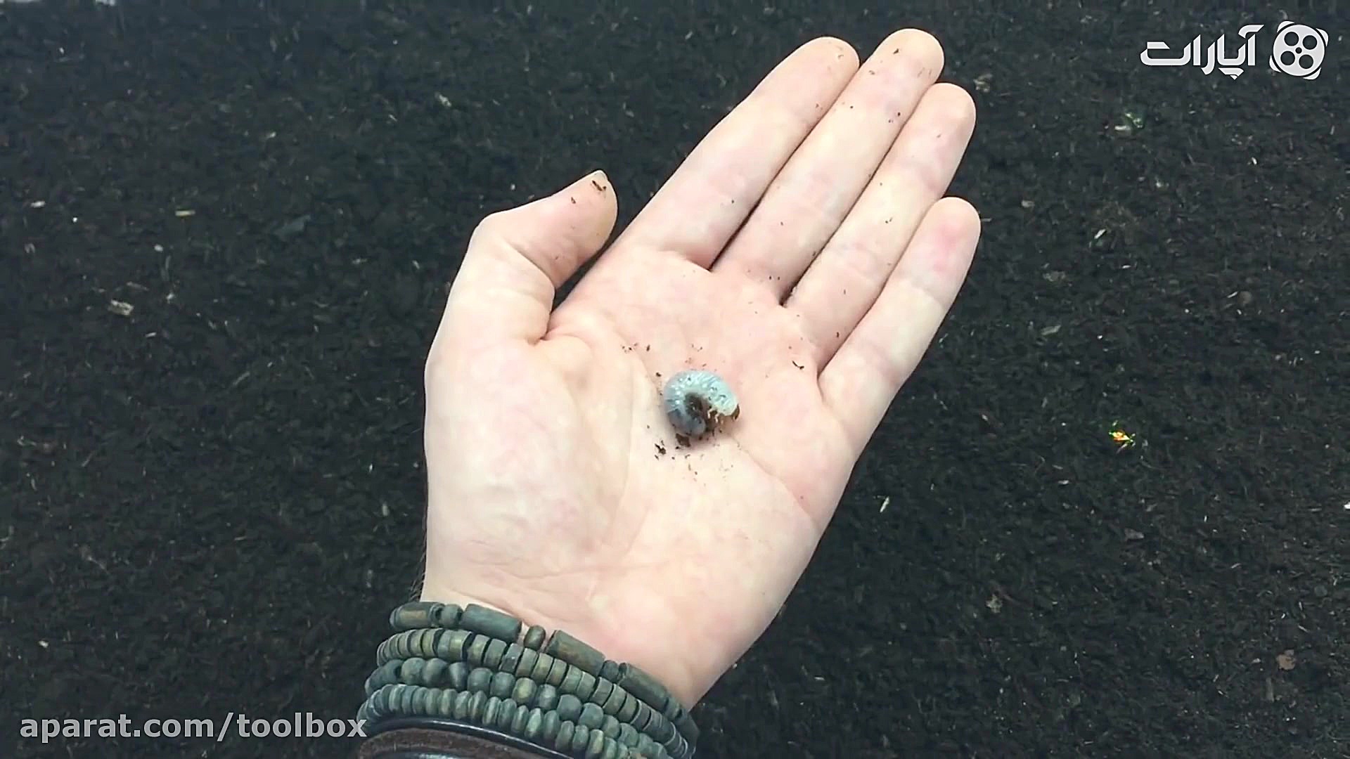 دوره تکامل سوسک هرکول