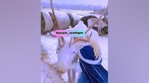 گوزن سفید