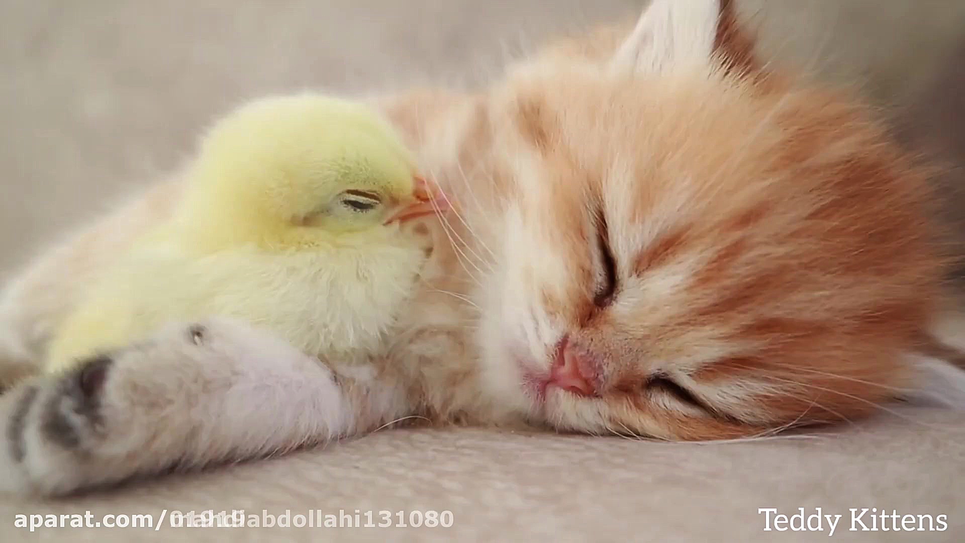 دوستی بچه گربه و جوجه