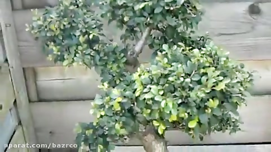 بونسای زیبای نارون