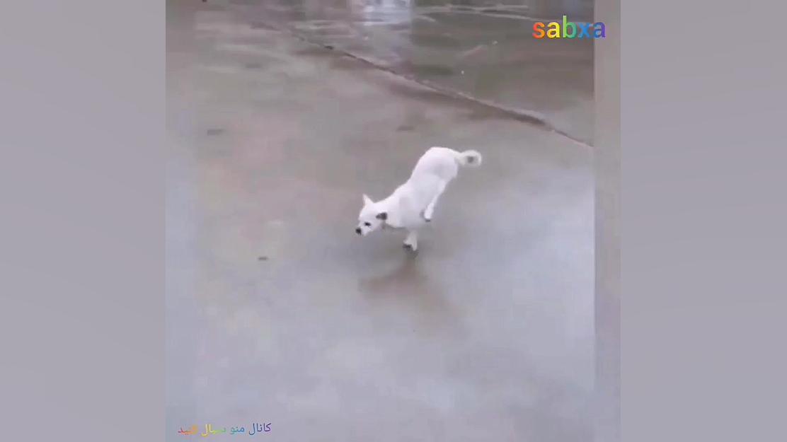 حیوانات خانگی بامزه^ ^