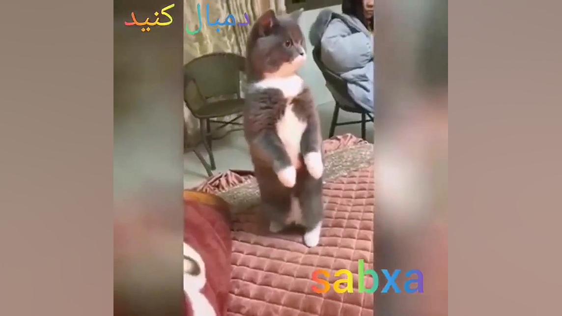 حیوانات خانگی بامزه (^o^)