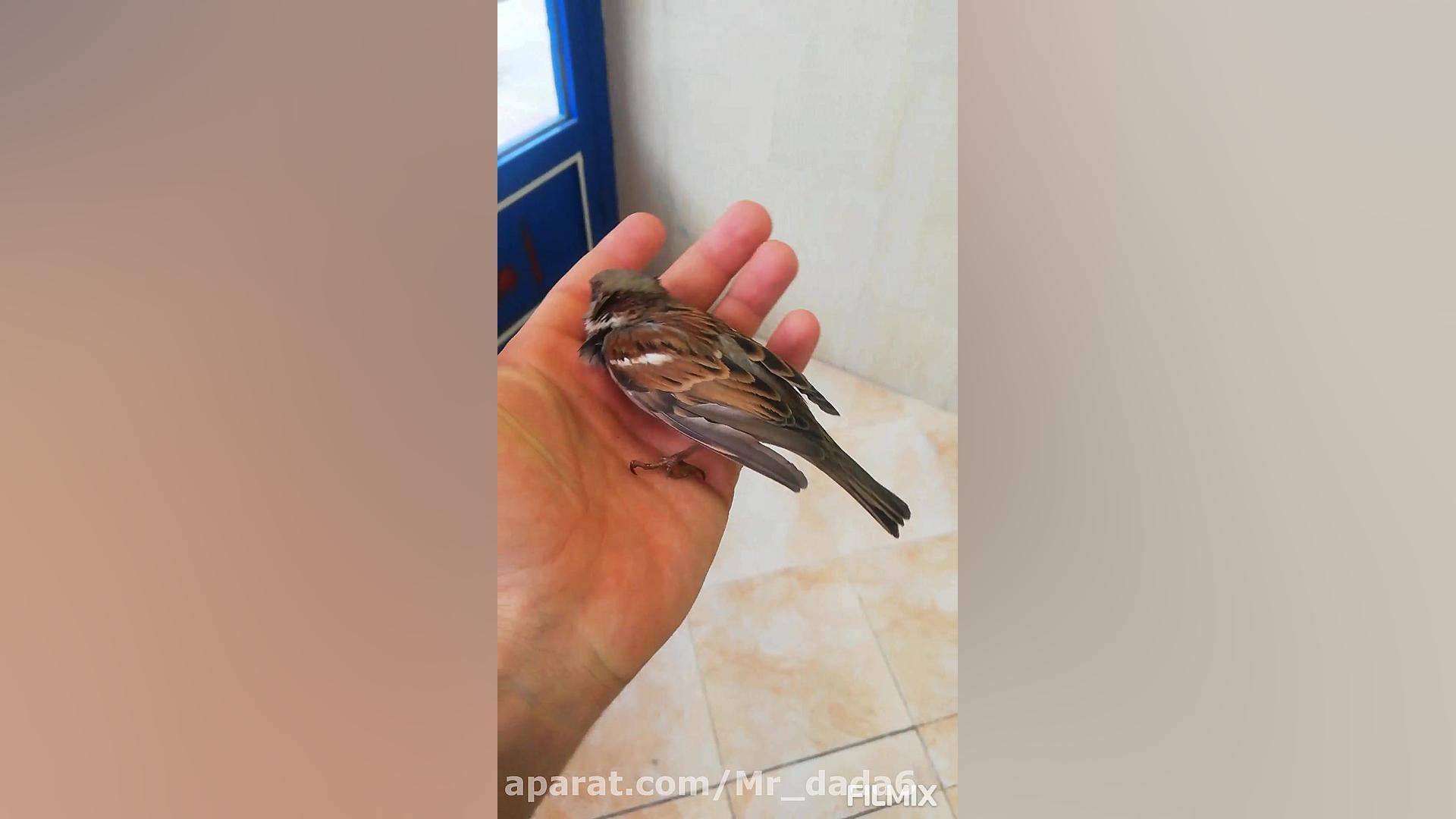 گنجشک اهلی من