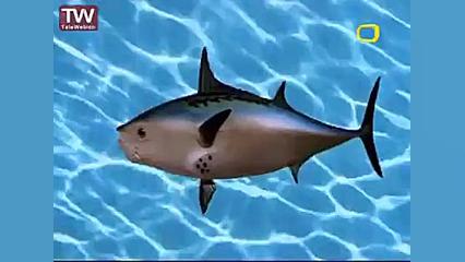 باب اسفنجی دوبله فارسی