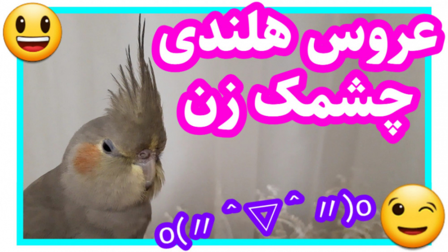باورت نمیشه!! عروس هلندی شروع...