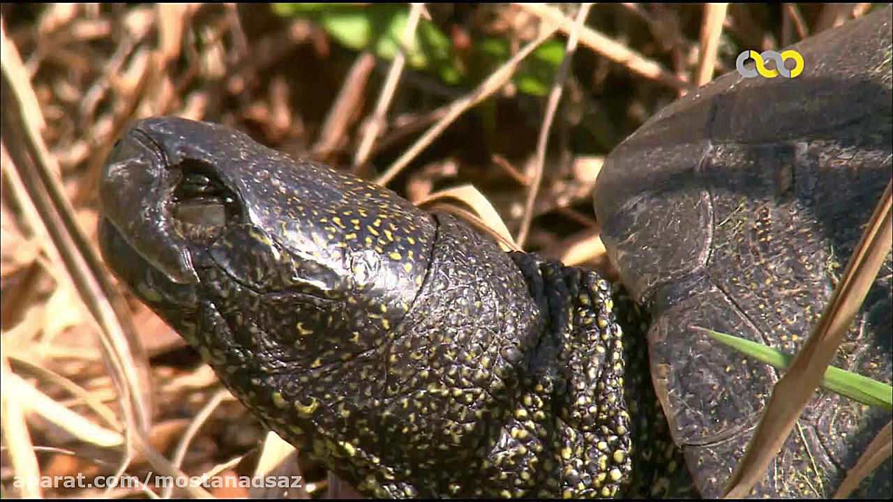 مواجهه مار و غورباغه