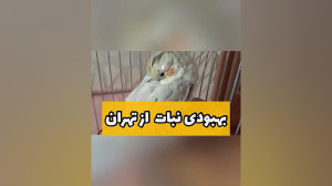 بهبودی عروس هلندی نبات از تهرا...