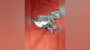 بهبودی پای عروس هلندی ملوچ