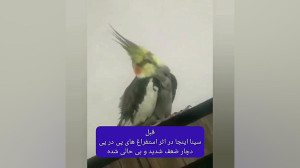 بهبودی عروس هلندی سینا از زاهد...