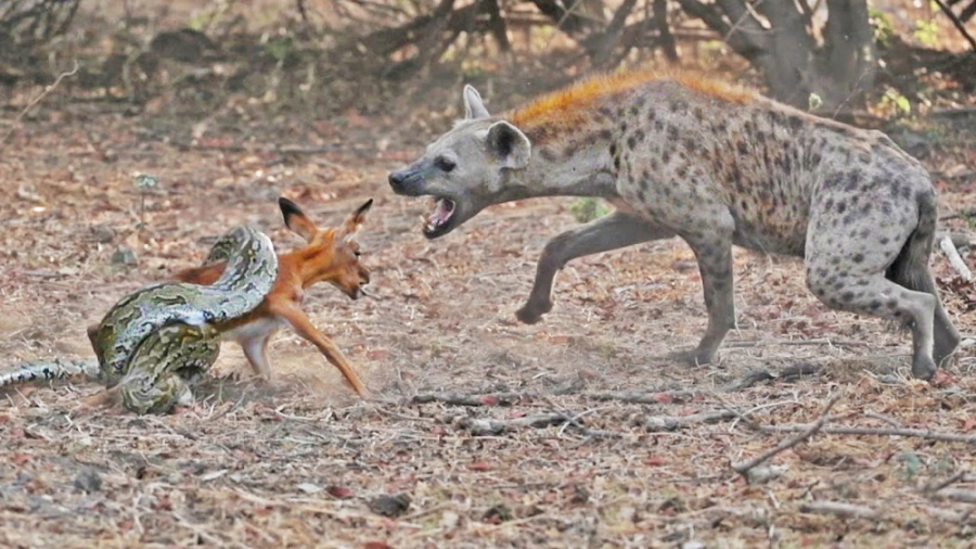 باغ وحش جنگل بزرگ  برترین لحظه...