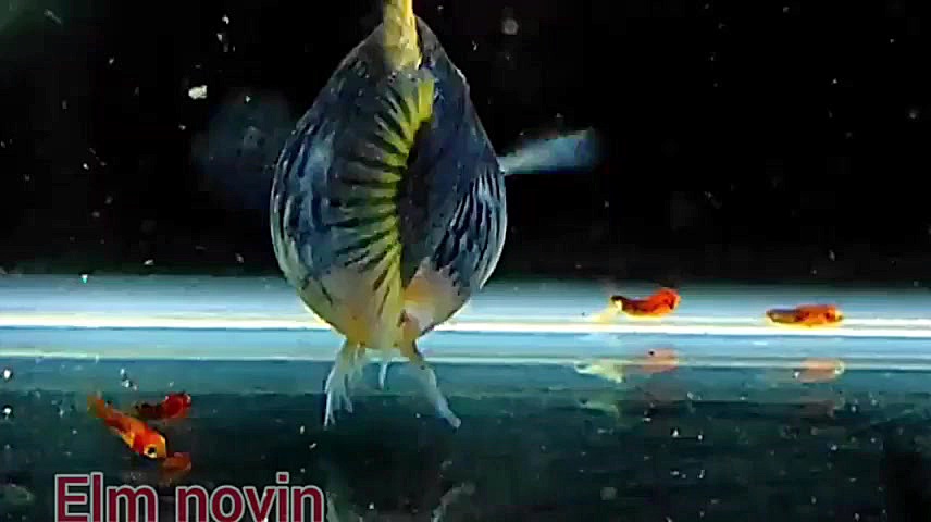 زایمان ماهی پلاتی