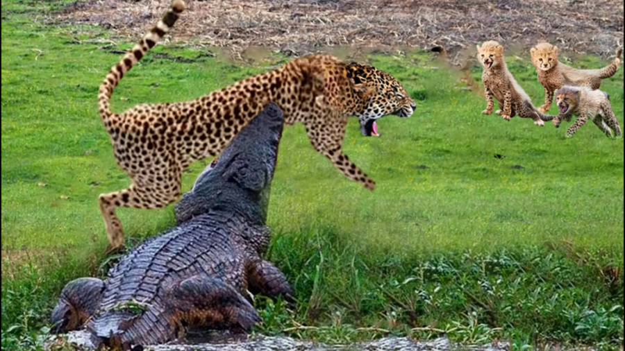 مستند حیات وحش  حملات حیوانات...