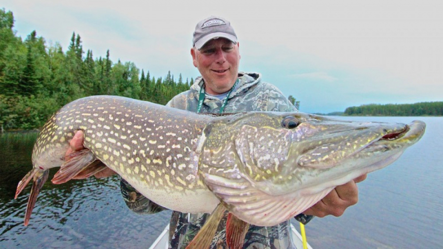 اردک&zwnj;ماهی&zwnj;های بزرگ ک...