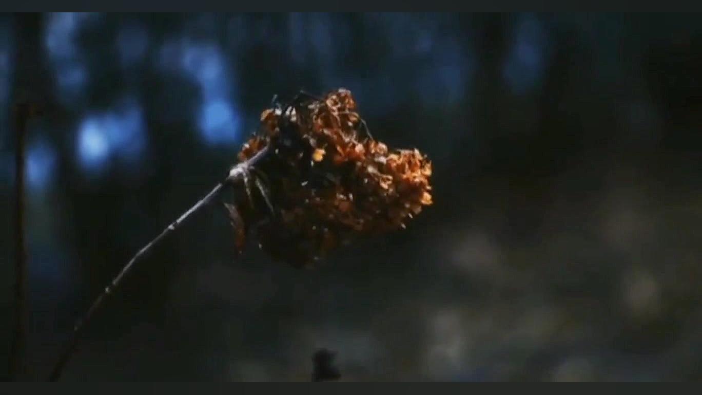 با اینکه میدونی گنه کارم