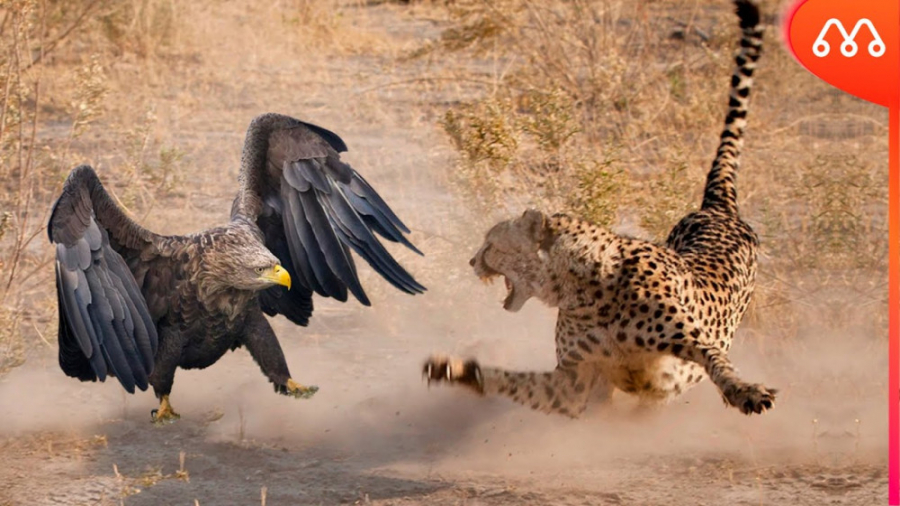 جنگ دیدنی حیوانات وحشی | عقاب...