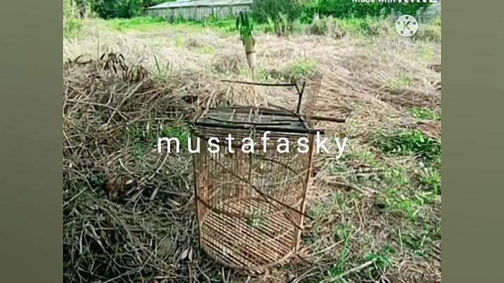 تله برای گرفتن گنجشک