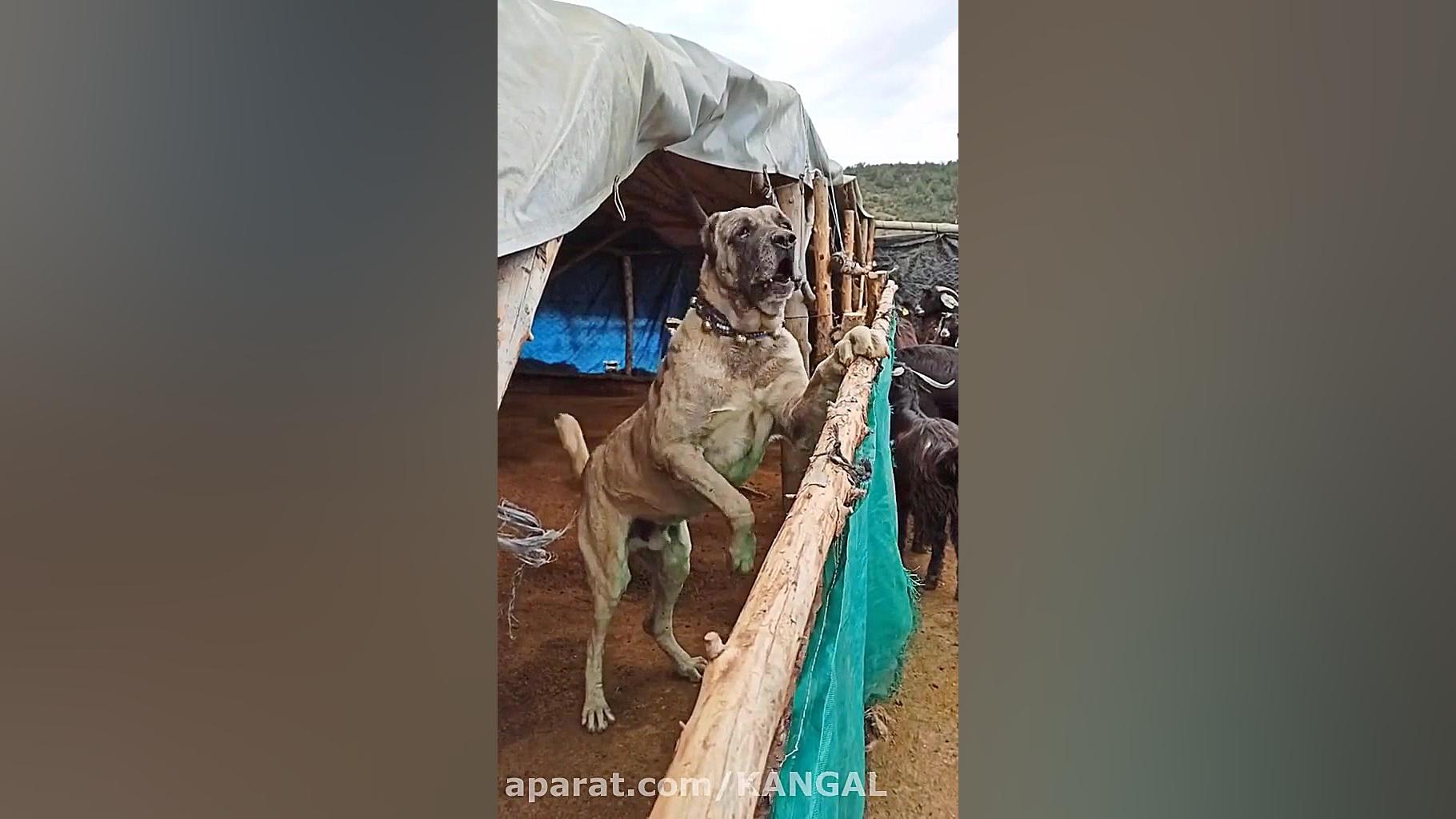 پیره سگ گله کانگال