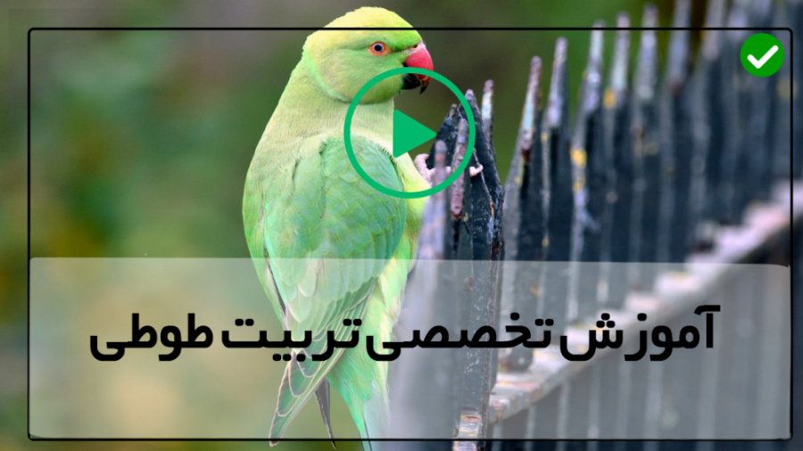 فیلم رایگان آموزش تربیت طوطی ب...