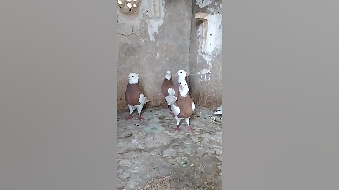 کبوتر طوقی کبوتر نمایشی کبوتر...