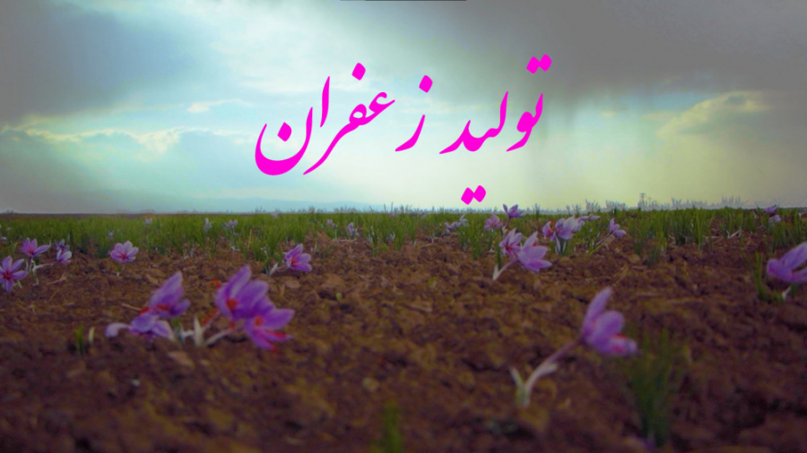 تولید و فرآوری زعفران مرغوب  د...