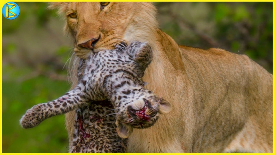 شکار بچه حیوانات | شکار بی رحم...