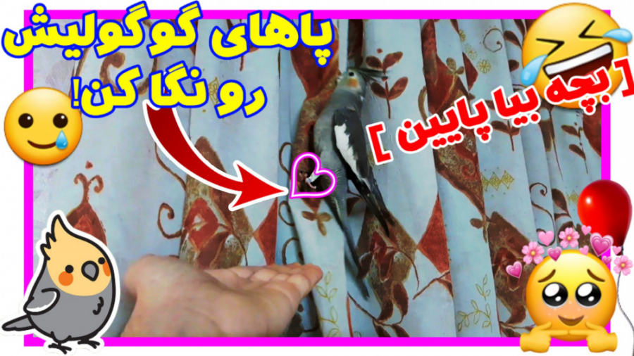 بالا رفتن عروس هلندی از پرده |...