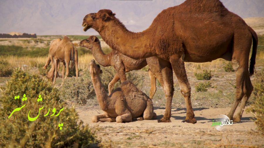 پرورش شتر  تلاش سبز