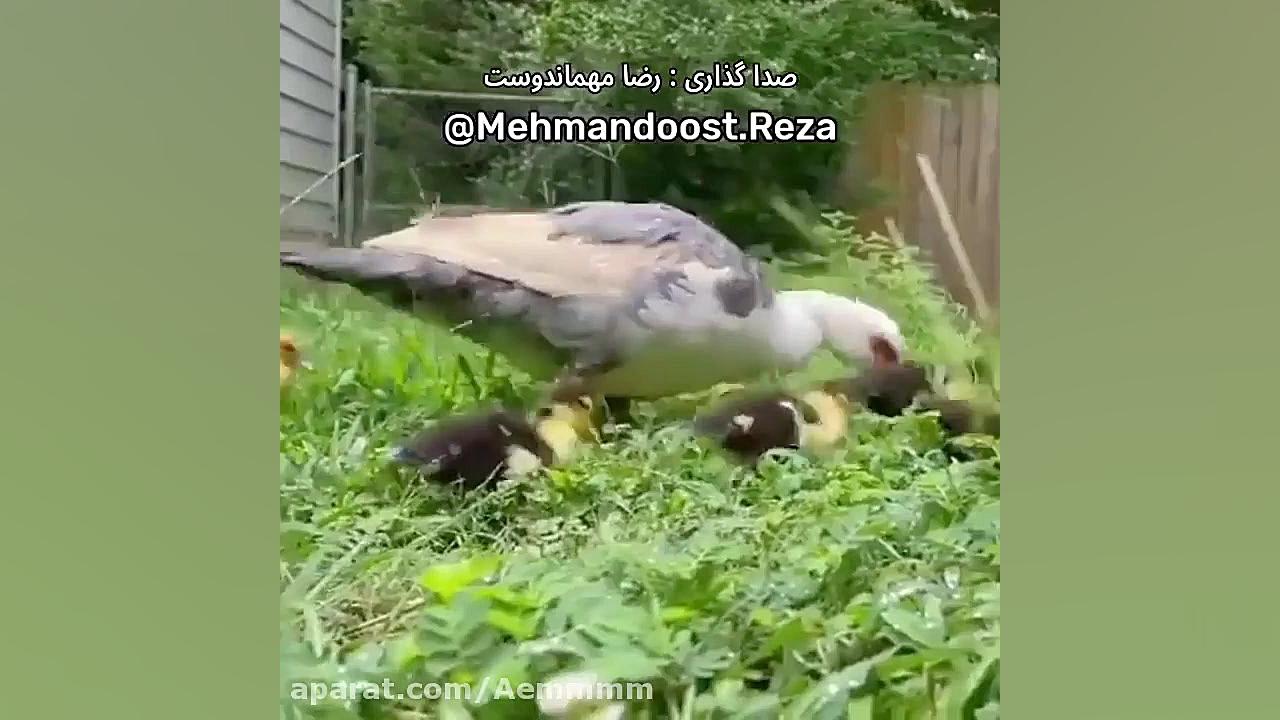 فیلم اردک های شب یلدا