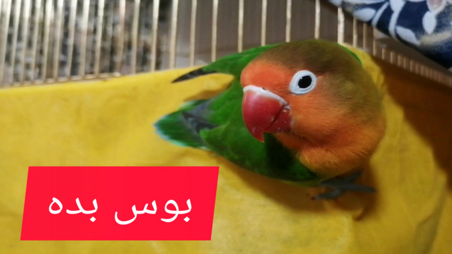 طوطی کوتوله (ماده) سخنگو!!!