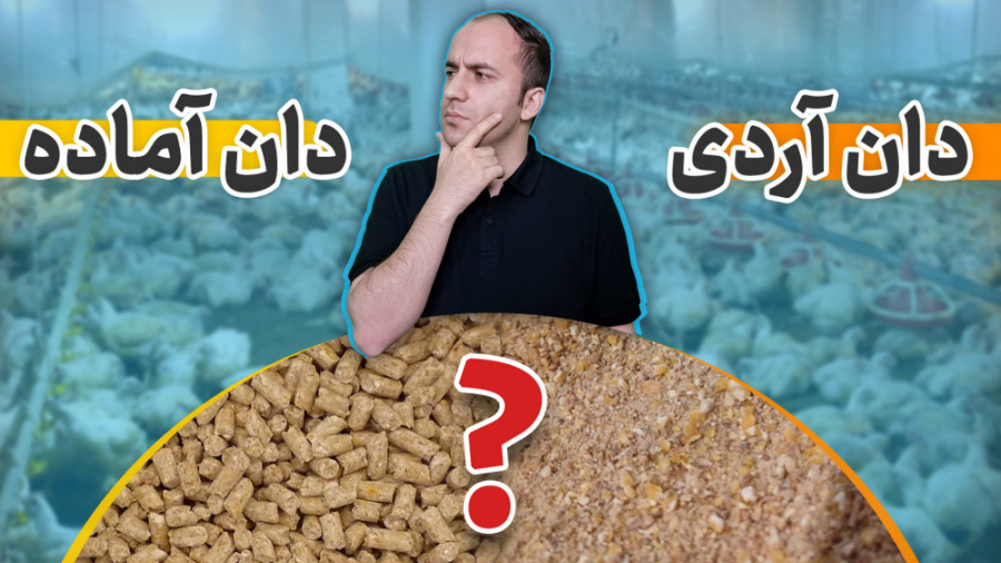 دان آماده یا دان آردی در هفته...