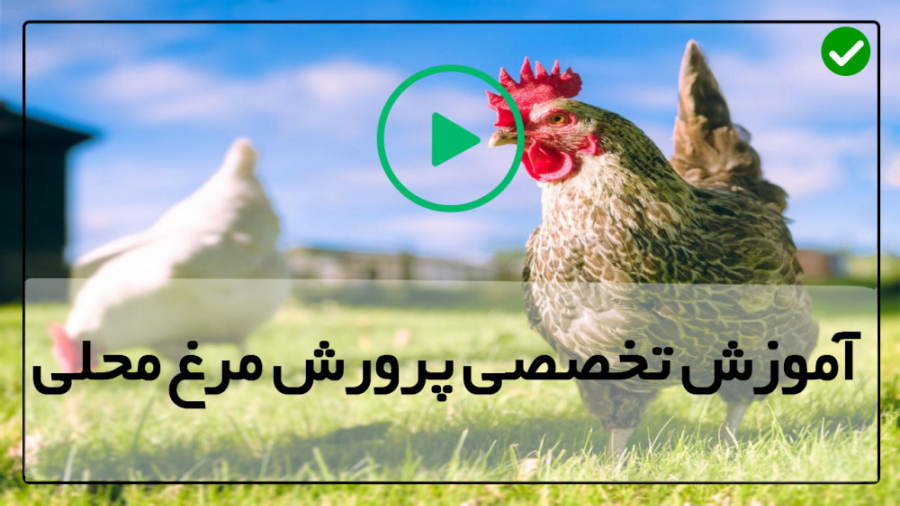 آموزش پرورش مرغ محلی فیلم رایگ...