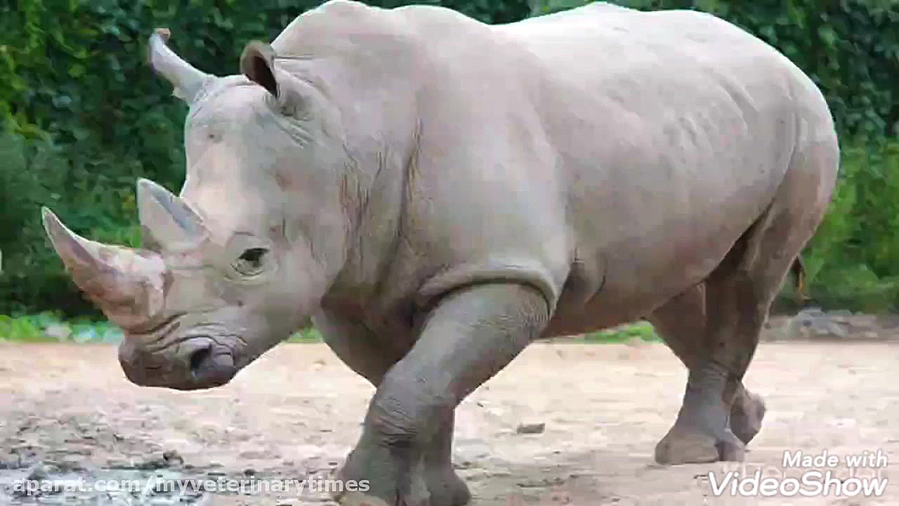 آیا کرگدن نشخوار می کند؟