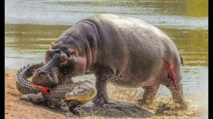 حریف قدرتمند کروکودیل ها | جنگ...