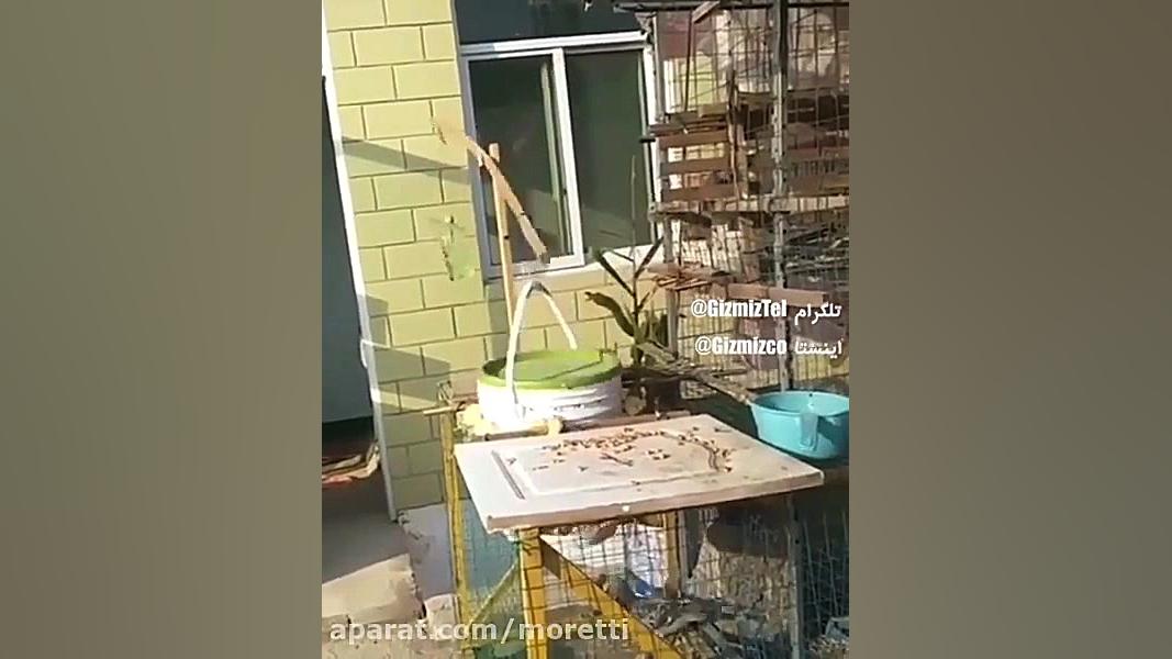 تله اتوماتیک  هنر یه کفتر باز