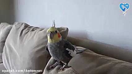 فیلم عروس هلندی