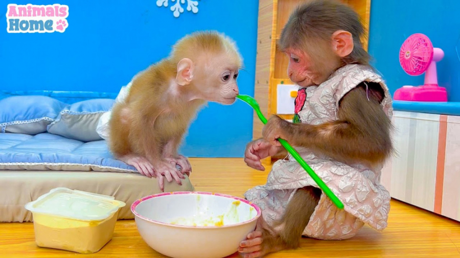 برنامه کودک بچه میمون | لحظات...