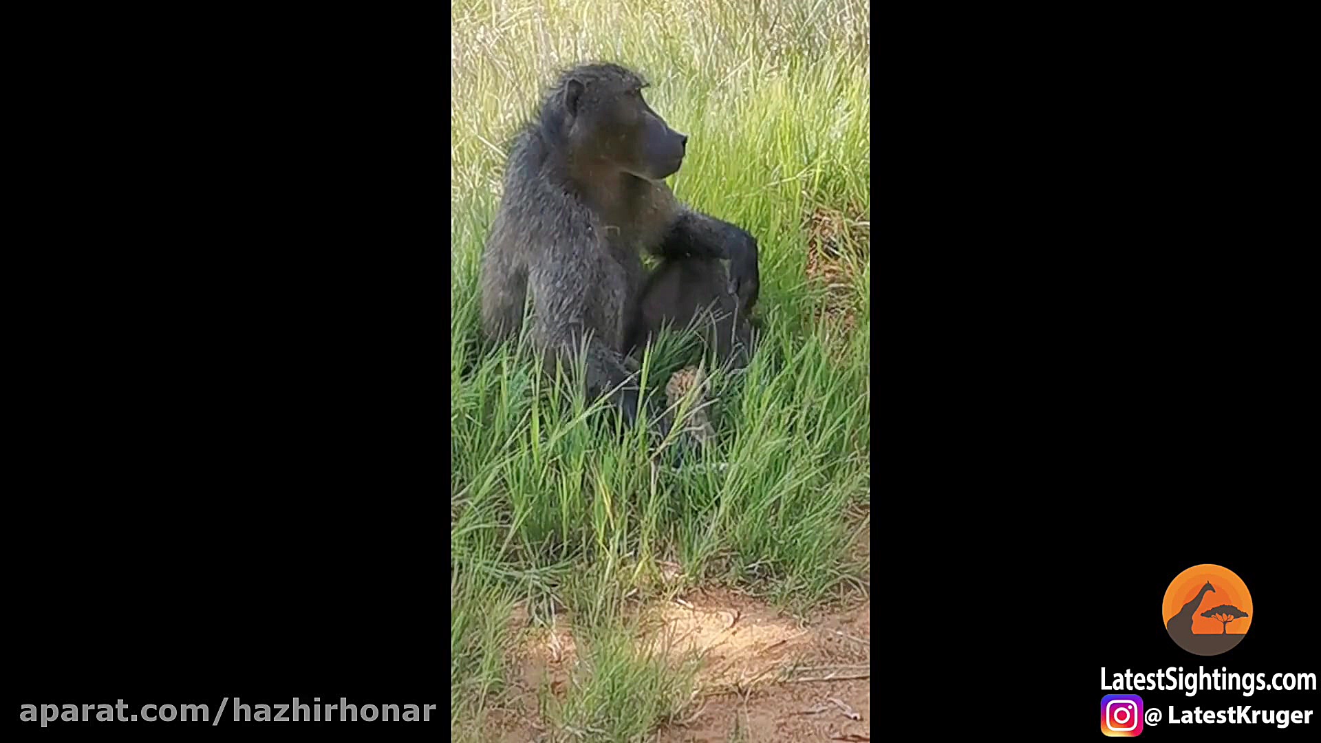 نبرد حیوانات باغ وحش  جنگ حیوا...