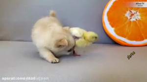 حیوانات بامزه