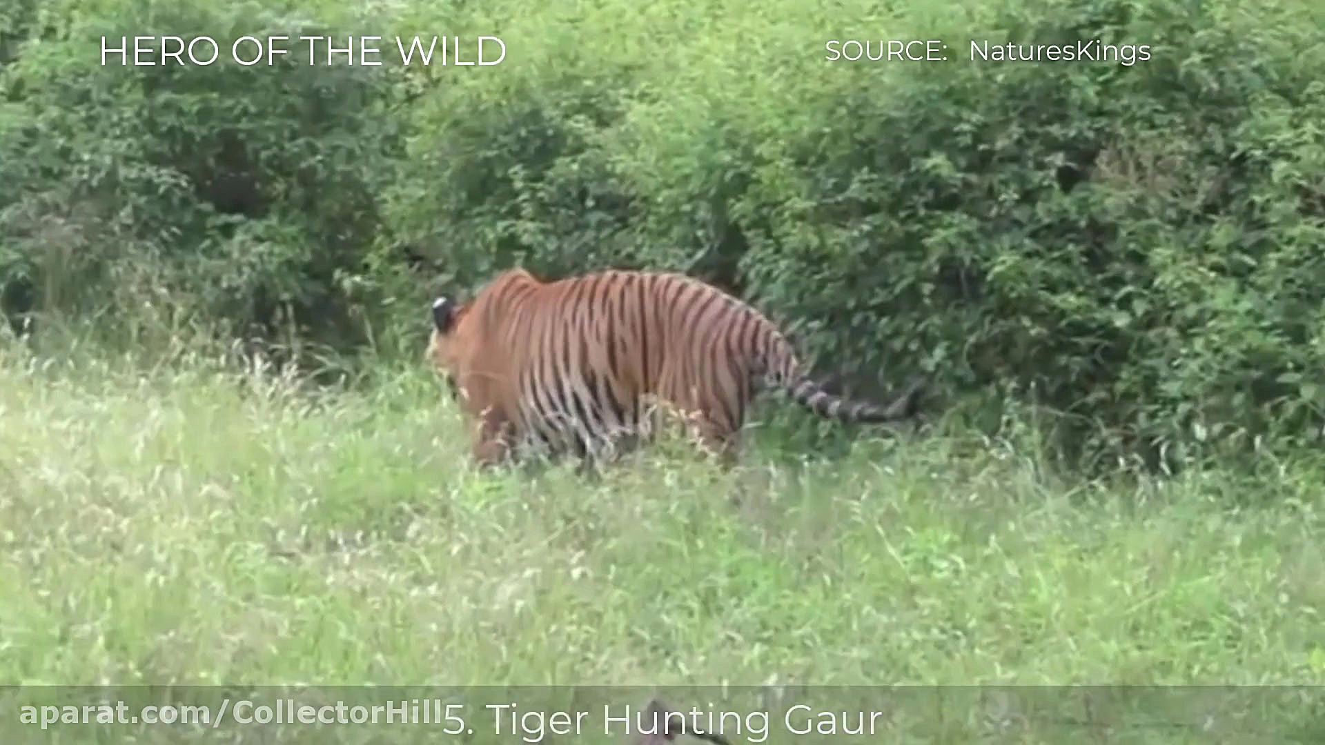 5 تا از بهترین شکار های کروکود...