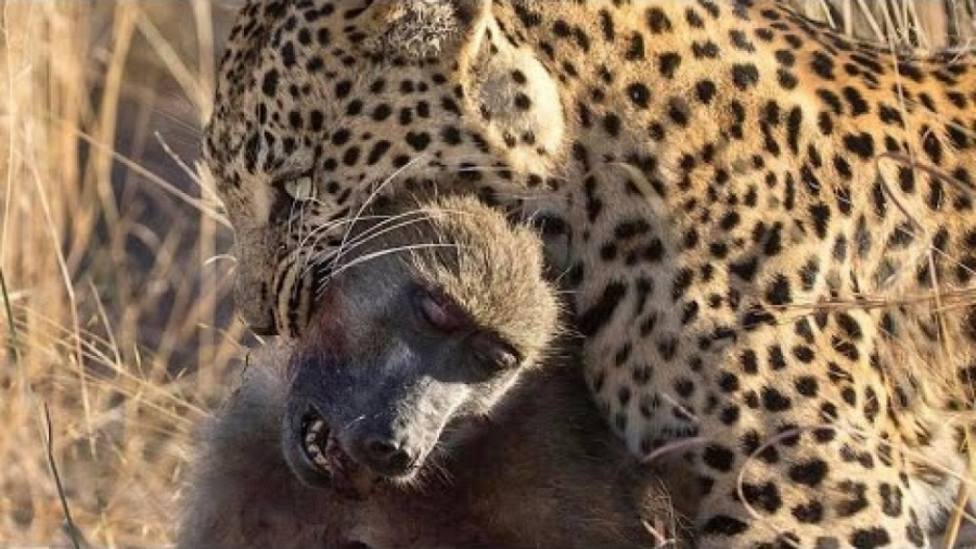 حیوانات وحشی  8 بهترین لحظه ها...